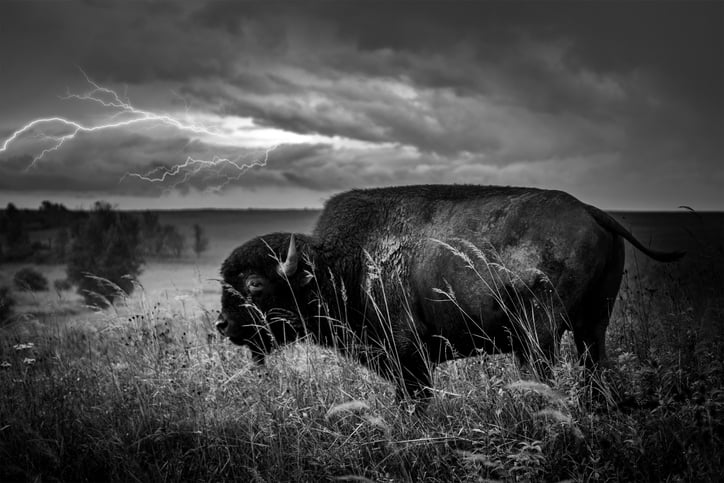 Buffalo in a storm