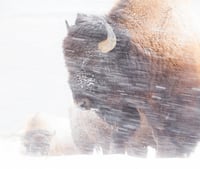 Buffalo in a snowstorm