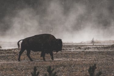 Buffalo walking into a storm